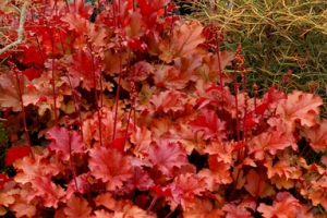 Heuchera 'Peach Flambe' 
